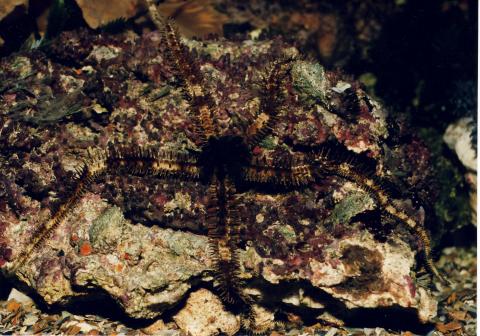 image Ofiura (Equinodermo)