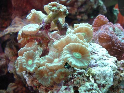 image Coral (Caulastrea sp.)