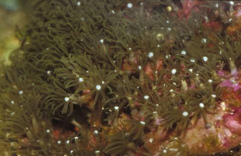 image Coral blando (Clavularia sp.)