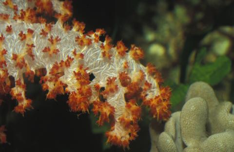 image Coral árbol (Dendronephthya sp.)