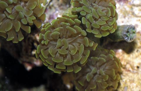 image Coral (Euphyllia sp.)
