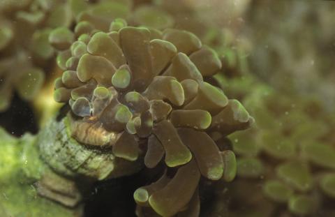 image Coral (Euphyllia sp.)