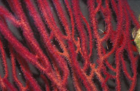 image Coral blando (Gorgonia sp.)