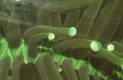 image Coral (Heliofungia sp.)