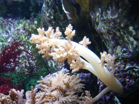 image Coral blando (Lobophyton sp.)