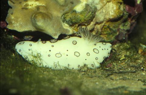image Babosa marina (Opistobranquio)