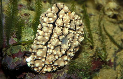 image Babosa marina (Opistobranquio)