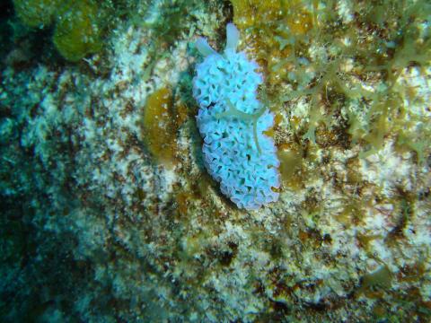 image Babosa marina (Opistobranquio)