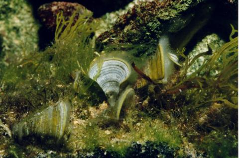 image Bivalvo (Molusco)