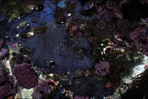 image Esponja azul (Porifero)