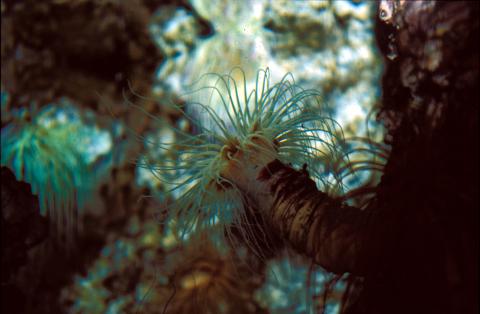 image Cerianto (Cerianthus sp.)