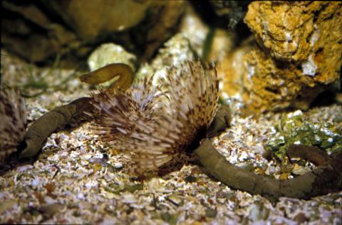 image Gusano tubícola (Poliquetos)