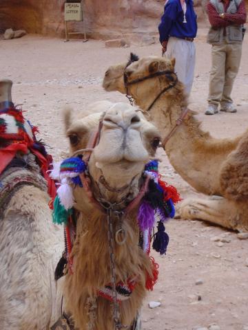 image Dromedarios en el desierto Wadi Rum, Jordania