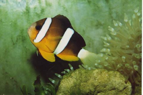 image Pez payaso de cola amarilla (Amphiprion clarkii)