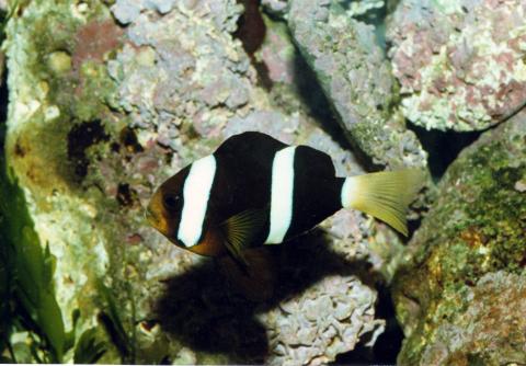 image Pez payaso de cola amarilla (Amphiprion clarkii)