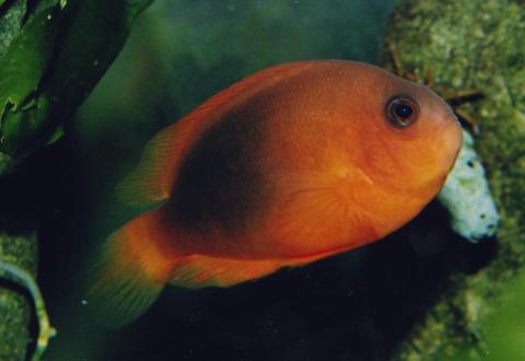 image Pez payaso llama (Amphiprion ephippium)