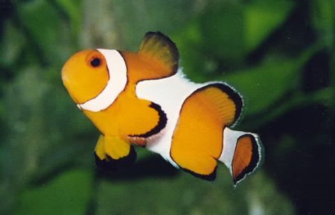 image Pez payaso pércula (Amphiprion ocellaris)