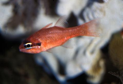 image Reyezuelo (Apogon imberbis)