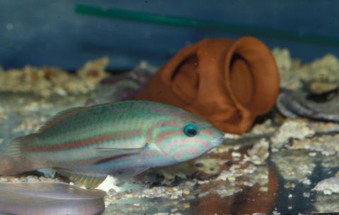 image Lábrido (Halichoeres sp.)