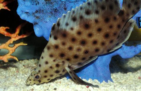 image Pez pantera (Cromileptes altivelis)