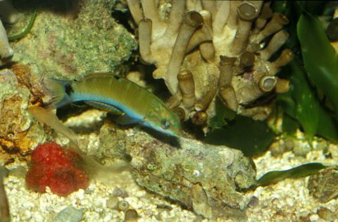 image Pez verde (Thalasoma sp.)