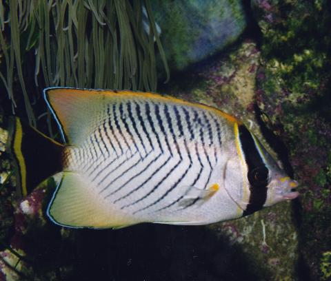 image Pez mariposa (Chaetodon trifascialis)