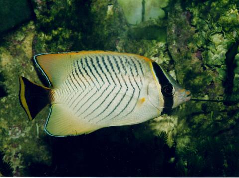 image Pez mariposa (Chaetodon trifascialis)