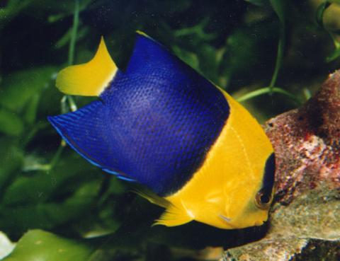 image Pez ángel enano bicolor (Centropyge bicolor)