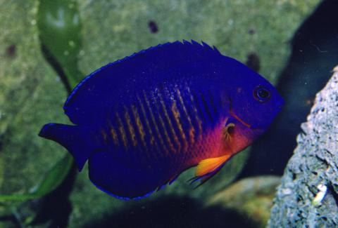 image Pez ángel de dos espinas (Centropyge bispinosus)