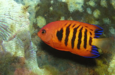 image Pez ángel flama (Centropyge loriculus)