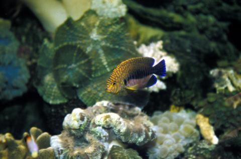 image Pez ángel de Potter (Centropyge potteri)