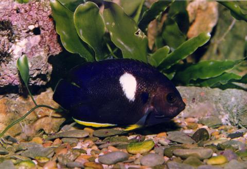 image Pez ángel enano (Centropyge tibicen)