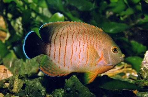 image Pez ángel de Eibl (Centropyge eibli)