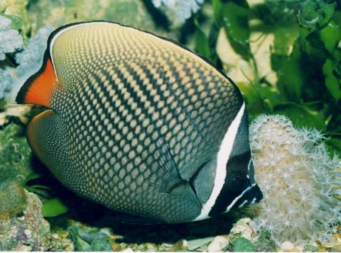 image Pez mariposa de collar (Chaetodon collare)