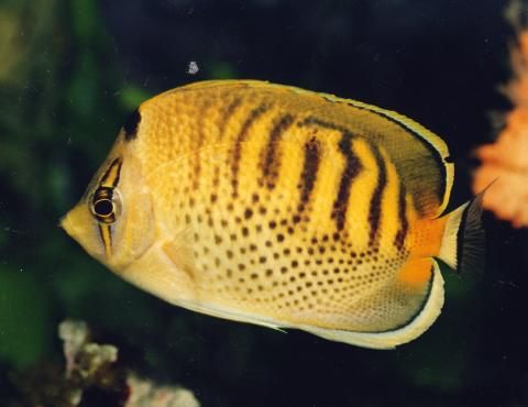 image Pez mariposa (Chaetodon punctatofasciatus)