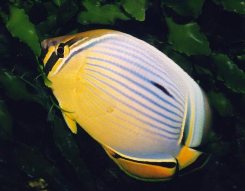 image Pez mariposa (Chaetodon trifasciatus)