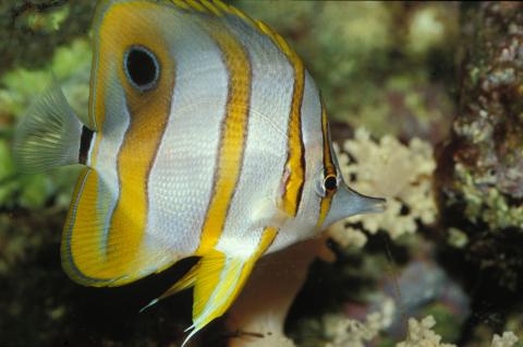 image Pez mariposa de bandas de cobre (Chelmon rostratus)