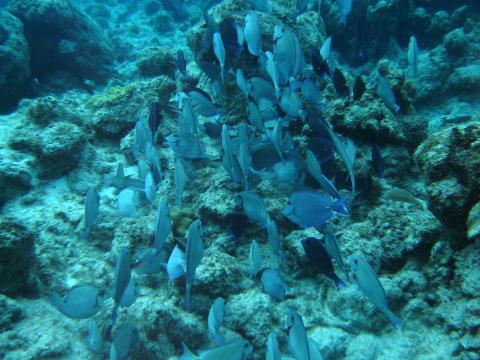 image Banco de peces cirujano (Acanthurus sp.)