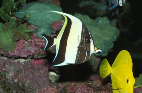 image Zanclo (Zanclus cornutus)