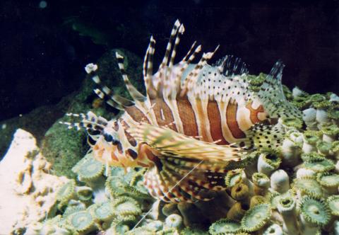 image Pez león cebra (Dendrochirus zebra)