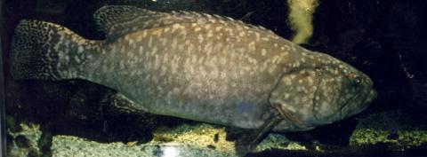 image Mero (Epinephelus sp.)