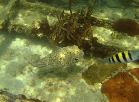 image Pez globo (Diodon sp.)