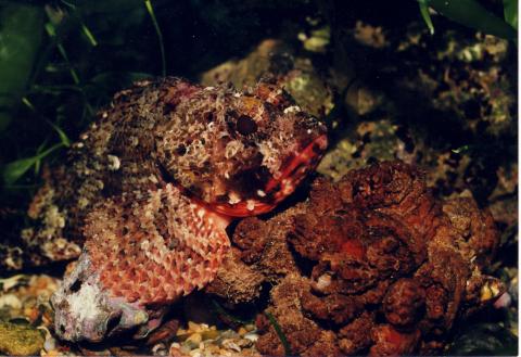 image Escórpora (Scorpaena notata)