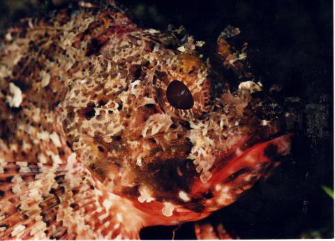 image Escórpora (Scorpaena notata)