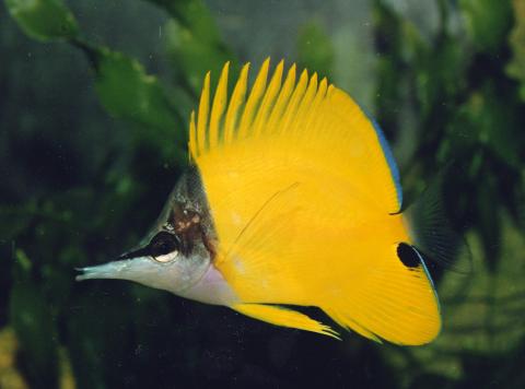 image Pez mariposa de hocico largo (Forcipiger flavissimus)