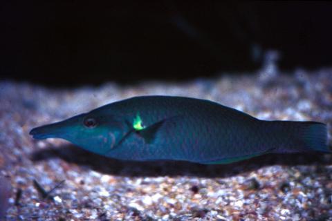 image Lábrido hocicudo (Gomphosus sp.)