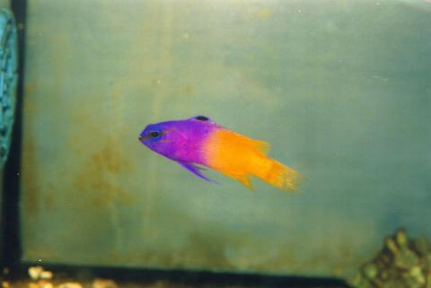 image Gramma real (Gramma loreto)