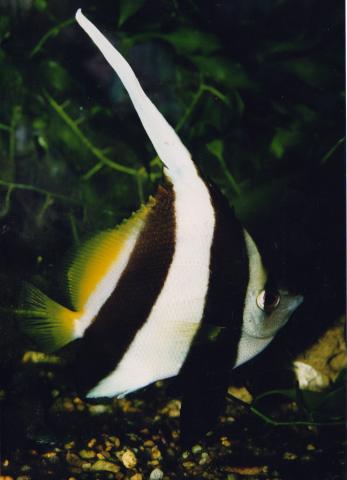 image Pez mariposa estandarte (Heniochus acuminatus)