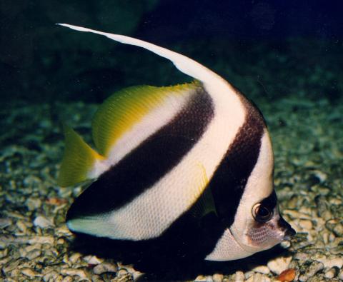 image Pez mariposa estandarte (Heniochus acuminatus)