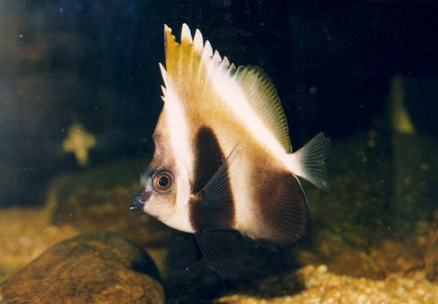 image Pez mariposa estandarte (Heniochus varius)